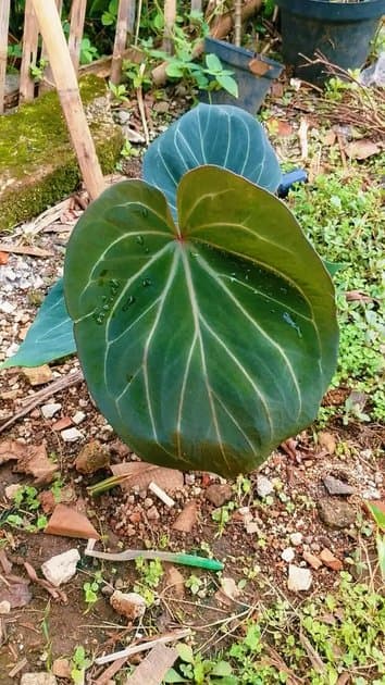 Anthurium King Of Spades — Anthuriums for sale on Inflos