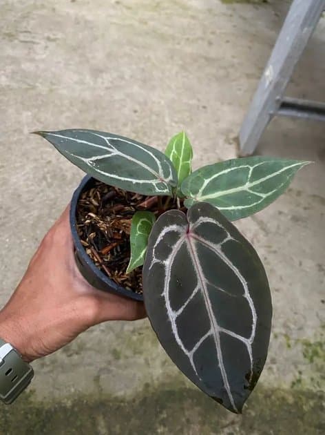 Anthurium Tiger Red x Red Crystallinum NSE — Anthuriums for sale on Inflos