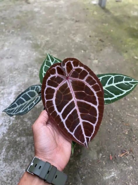 Anthurium Tiger Red x Zara Michelle — Anthuriums for sale on Inflos
