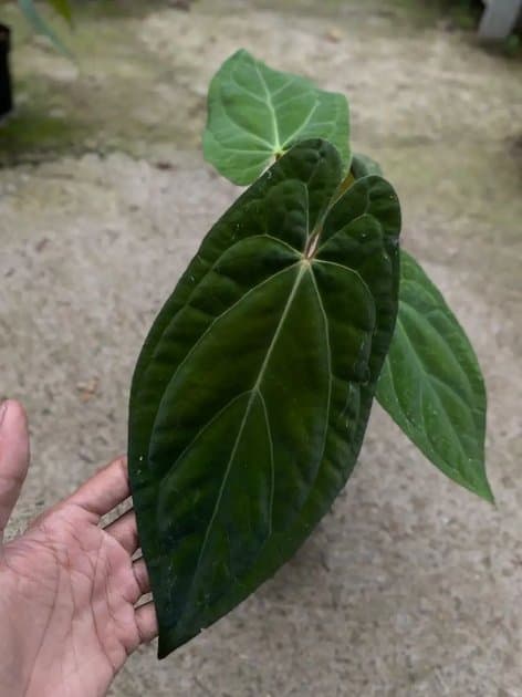 Anthurium Papillilaminum x One x Papillilaminum Fortsherman — Anthuriums for sale on Inflos