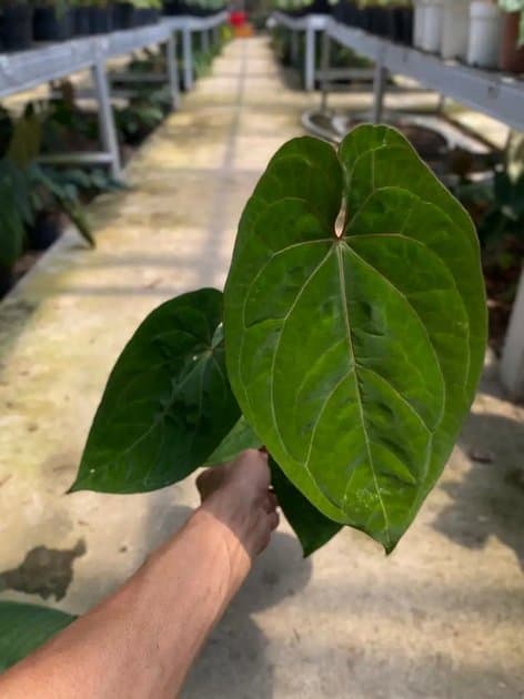 Anthurium Dressleri x Red Spider — Anthuriums for sale on Inflos