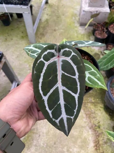 Anthurium Red Tiger — Anthuriums for sale on Inflos