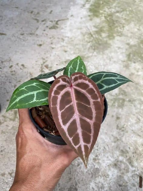 Anthurium Michelle x Michelle — Anthuriums for sale on Inflos