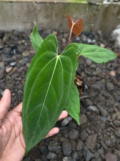 Anthurium Fortsherman Self — Anthuriums for sale on Inflos