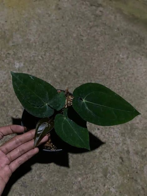 Anthurium Liberty — Anthuriums for sale on Inflos