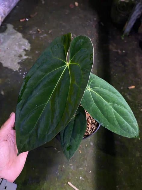 Anthurium Dark Phoenix x Dressleri — Anthuriums for sale on Inflos