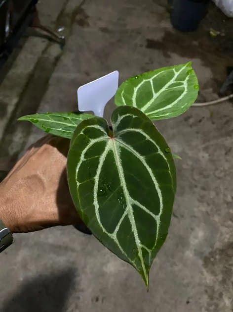 Anthurium King Of Spades x Michelle — Anthuriums for sale on Inflos