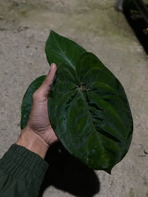Anthurium Ace Of Spades Indotipe x Red Spider — Anthuriums for sale on Inflos