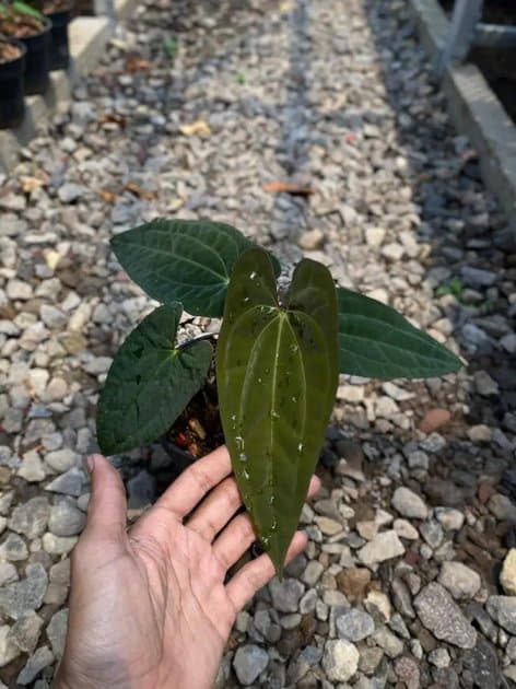 Anthurium Red Vein x Dark Phoenix (RVDP) — Anthuriums for sale on Inflos