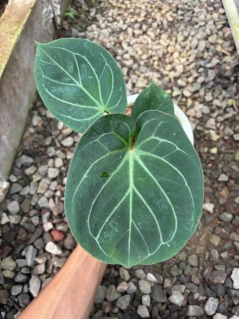 Anthurium King Of Spades Round — Anthuriums for sale on Inflos