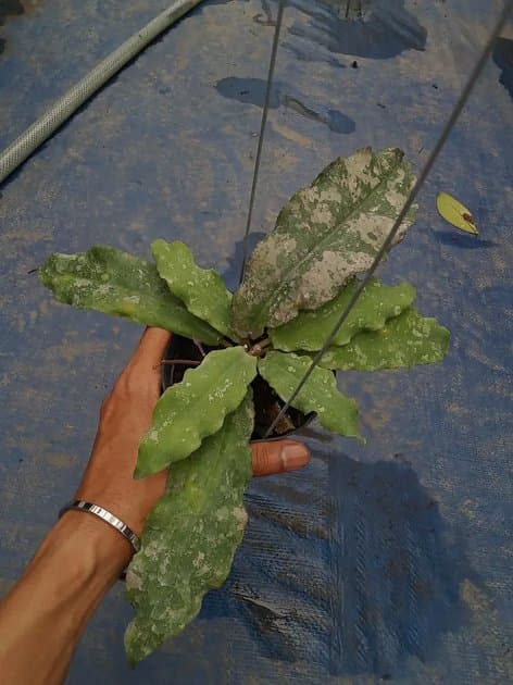 Hoya Undulata Silver Armi — Hoyas for sale on Inflos