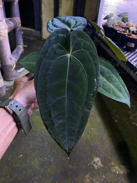 Anthurium Ace Of Spades x Dark Phoenix — Anthuriums for sale on Inflos