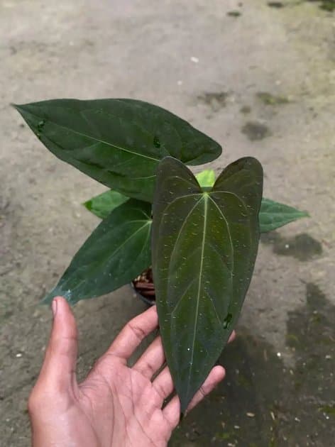 Anthurium Blue Papillilaminum x Fortsherman — Anthuriums for sale on Inflos
