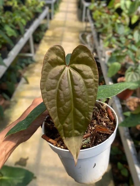 Anthurium Papillilaminum Fortsherman x Luxurian Ecuador — Anthuriums for sale on Inflos
