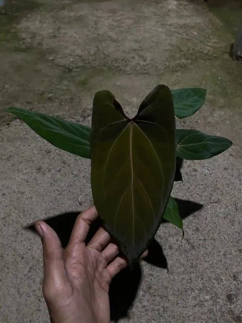 Anthurium Red Queen x Papillilaminum Fortsherman — Anthuriums for sale on Inflos