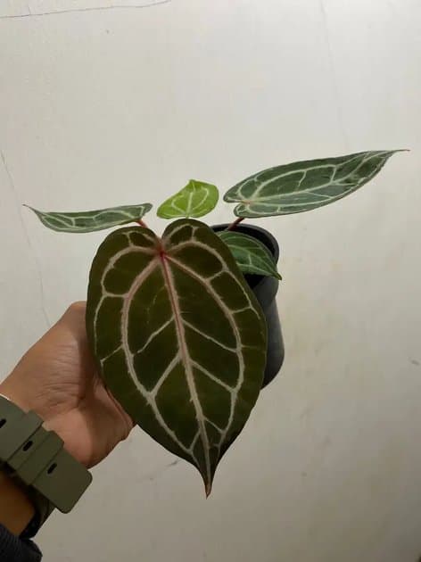Anthurium King Of Spades x Red Crystallinum NSE — Anthuriums for sale on Inflos
