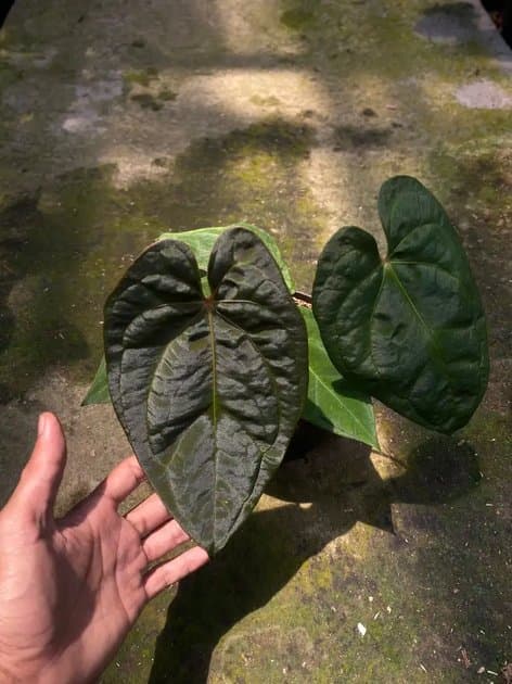 Anthurium Ace Of Spades x Dark Phoenix — Anthuriums for sale on Inflos