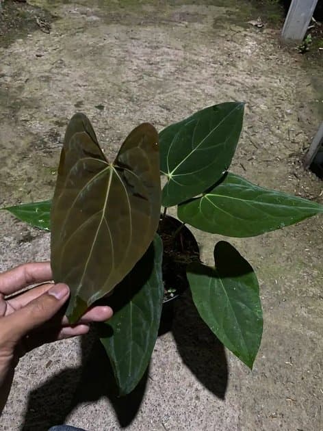Anthurium Papillilaminum x One x Portillae — Anthuriums for sale on Inflos