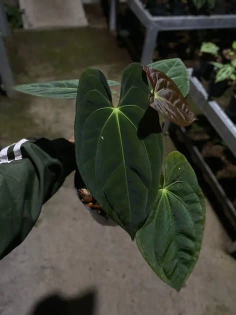 Anthurium Dark Phoenix x Fortsherman — Anthuriums for sale on Inflos