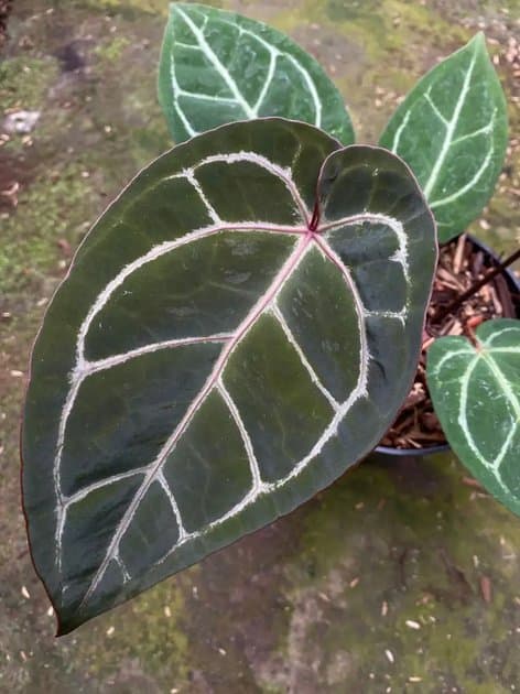 Anthurium Hoffmanii Red x Michelle — Anthuriums for sale on Inflos