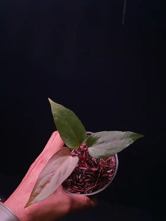 Anthurium Red Queen x Portillae — Anthuriums for sale on Inflos