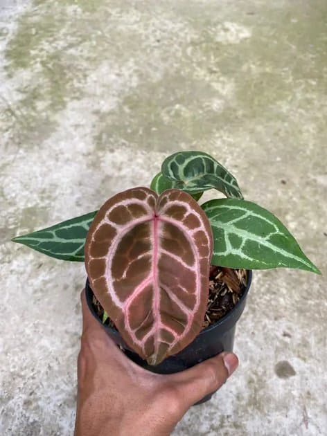 Anthurium Michelle x Michelle — Anthuriums for sale on Inflos