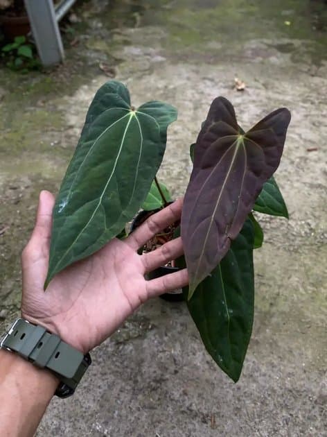 Anthurium Papillilaminum x One — Anthuriums for sale on Inflos