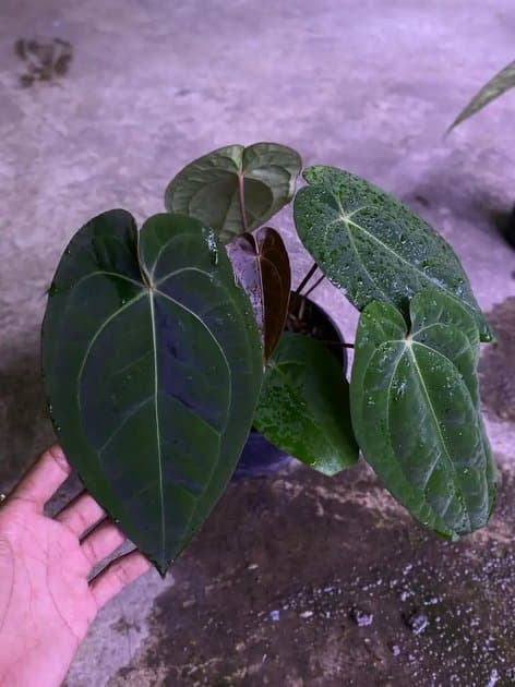 Anthurium Ace Of Spades x Dark Phoenix — Anthuriums for sale on Inflos