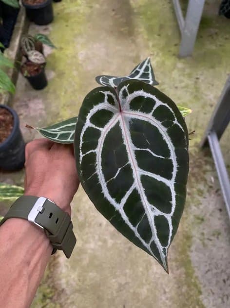 Anthurium Red Tiger — Anthuriums for sale on Inflos