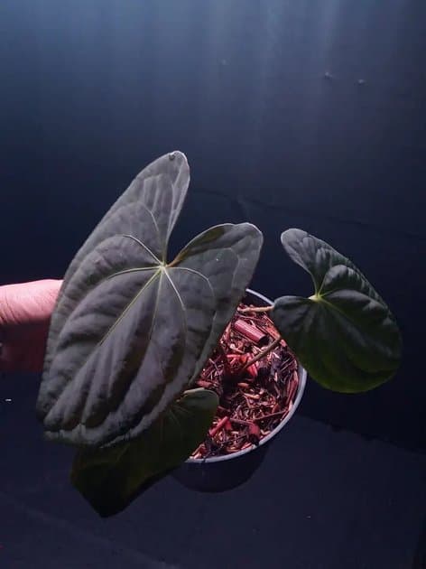 Anthurium Dark Phoenix x Rvdp — Anthuriums for sale on Inflos