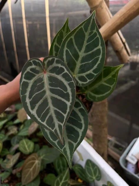 Antara Red Tiger — Anthuriums for sale on Inflos