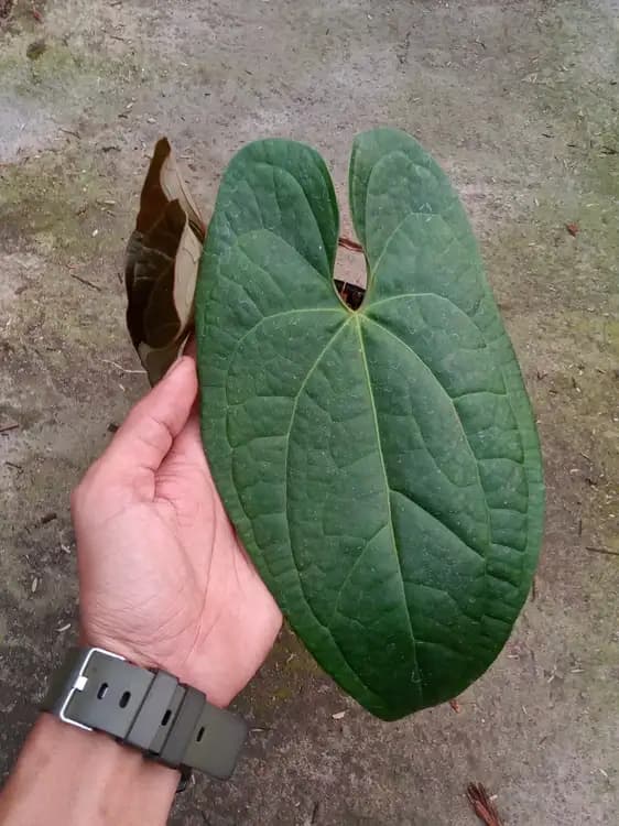 Anthurium Papillilaminum x Luxurians — Anthuriums for sale on Inflos