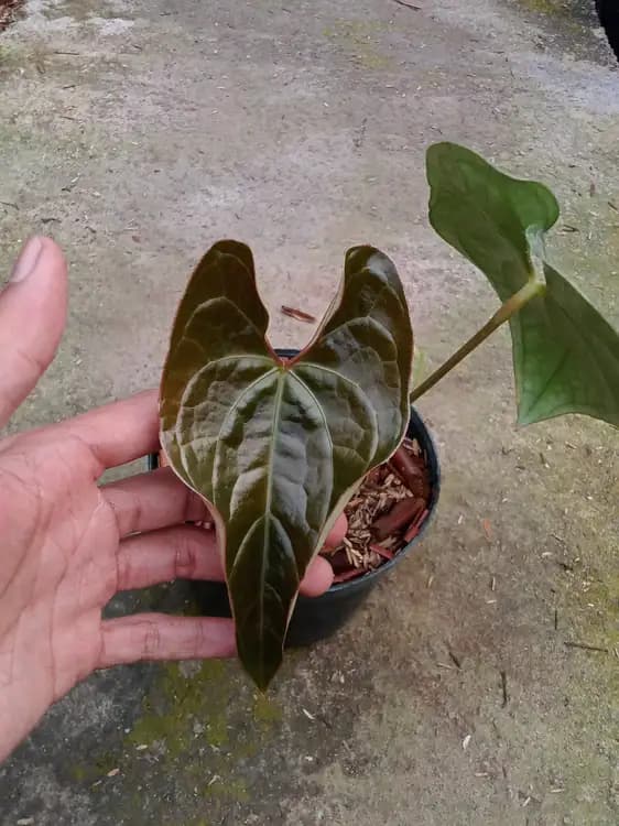 Anthurium Papillilaminum x Luxurians — Anthuriums for sale on Inflos