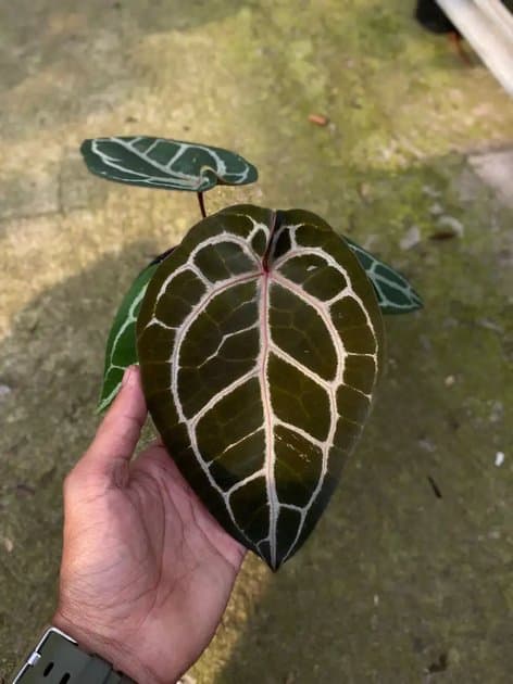 Anthurium Michelle x Angel Dream — Anthuriums for sale on Inflos
