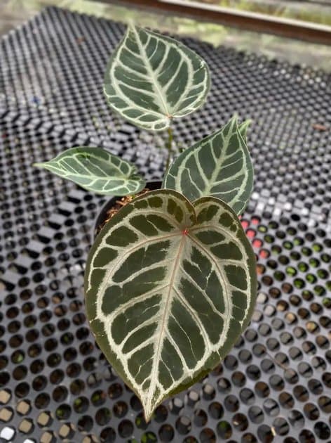 Anthurium Red Tiger — Anthuriums for sale on Inflos