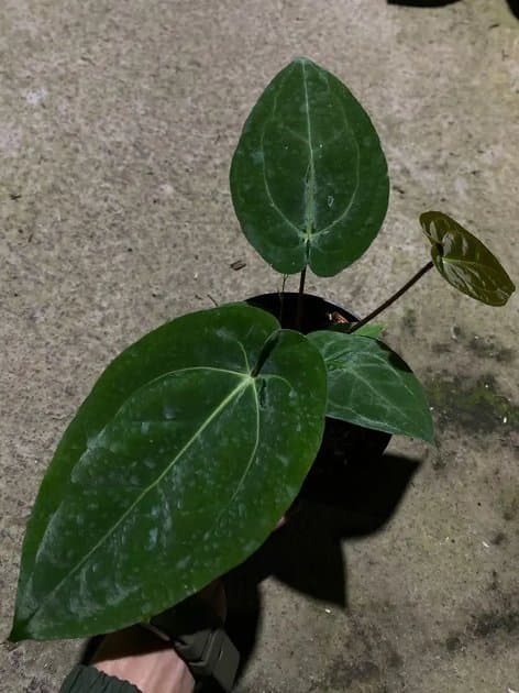 Anthurium Liberty — Anthuriums for sale on Inflos