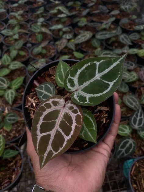 Anthurium Red Tiger Purple — Anthuriums for sale on Inflos