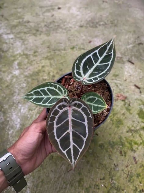 Anthurium Tiger Red — Anthuriums for sale on Inflos