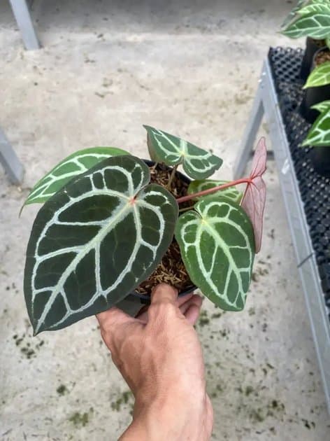 Anthurium Silver Blush Purple x Red Crystallinum — Anthuriums for sale on Inflos