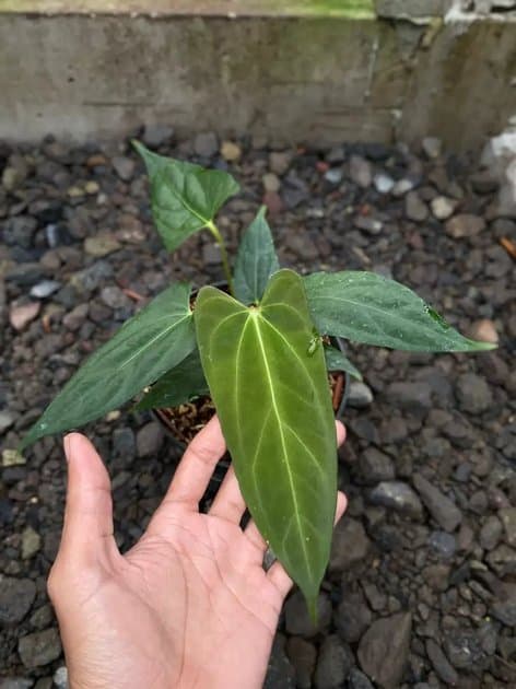 Anthurium Goliath x Black Sweet — Anthuriums for sale on Inflos