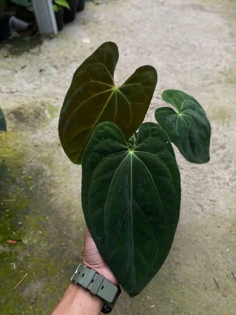 Anthurium Papillilaminum x One x Galaxy — Anthuriums for sale on Inflos
