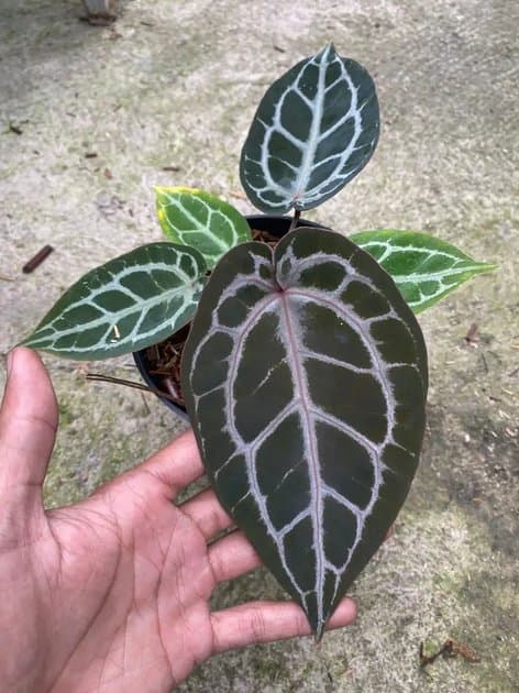 Anthurium Red Tiger x Red Tezula — Anthuriums for sale on Inflos