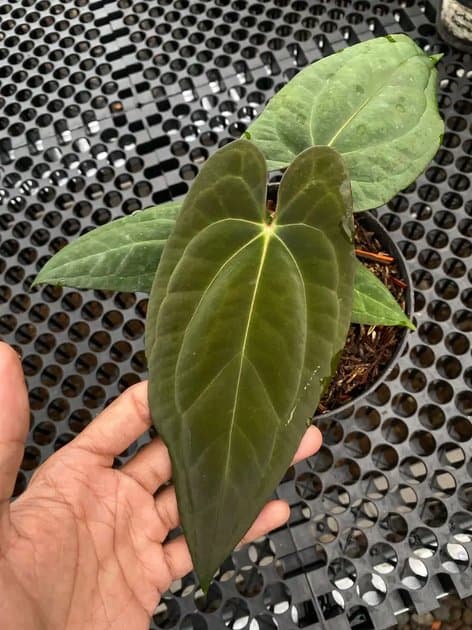 Anthurium Fortsherman x RVDP — Anthuriums for sale on Inflos