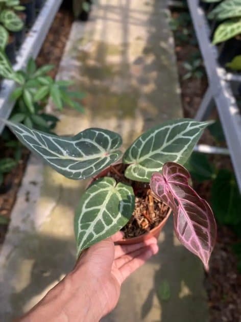 Anthurium Silver Butterfly x Michelle — Anthuriums for sale on Inflos