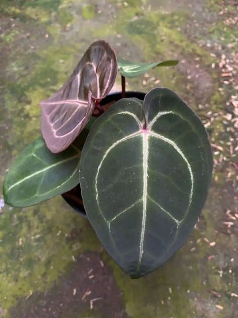 Anthurium Red Hoffmanii x Michelle — Anthuriums for sale on Inflos