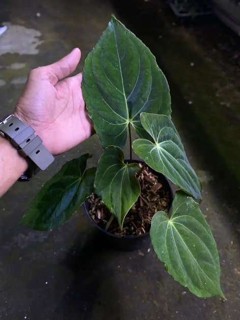 Anthurium Dark Phoenix — Anthuriums for sale on Inflos