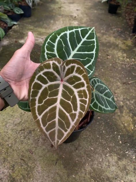 Anthurium Minahasa x Red Crystallinum NSE — Anthuriums for sale on Inflos