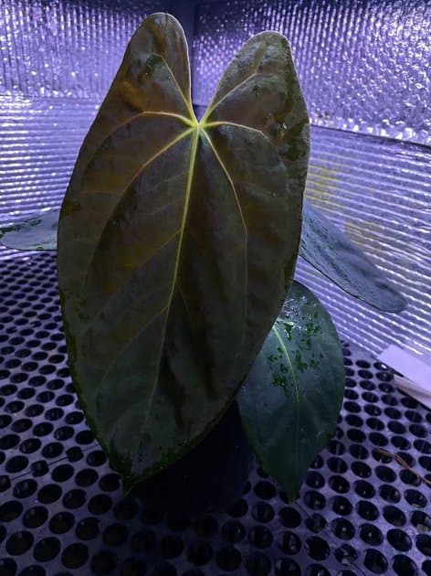 Anthurium Blue Papillilaminum x One — Anthuriums for sale on Inflos