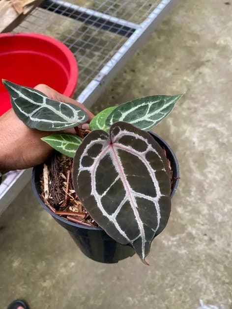 Anthurium Red Tiger — Anthuriums for sale on Inflos