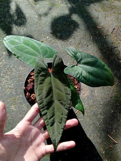 Anthurium Dark Handsome x Rvdp — Anthuriums for sale on Inflos